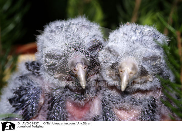 boreal owl fledgling / AVD-01837
