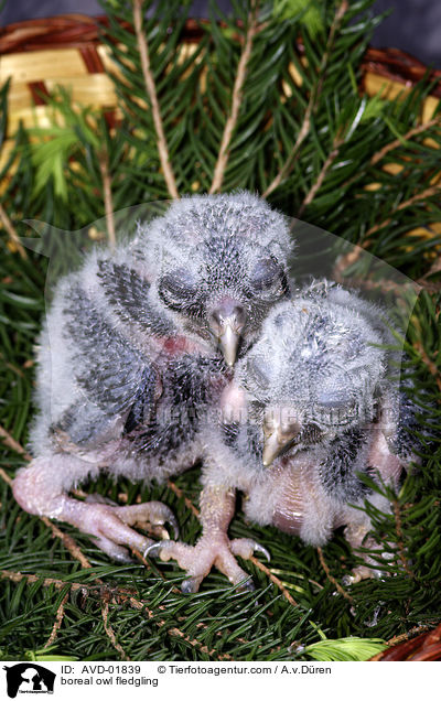 Raufukauzkken / boreal owl fledgling / AVD-01839