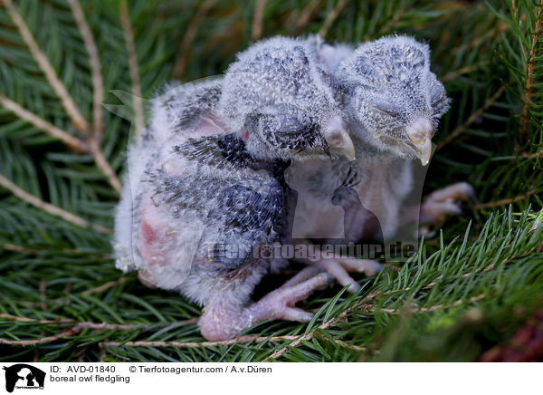 boreal owl fledgling / AVD-01840