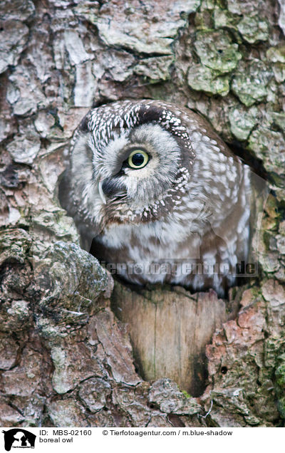 Raufukauz / boreal owl / MBS-02160