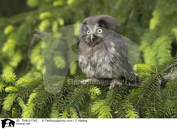 Raufukauz / boreal owl / THA-01783
