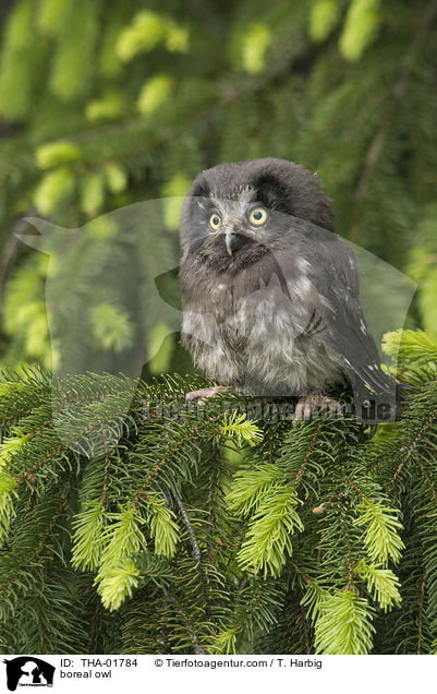 Raufukauz / boreal owl / THA-01784