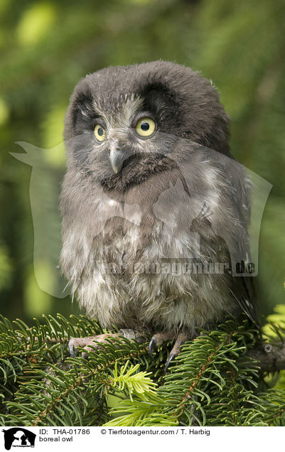 boreal owl / THA-01786