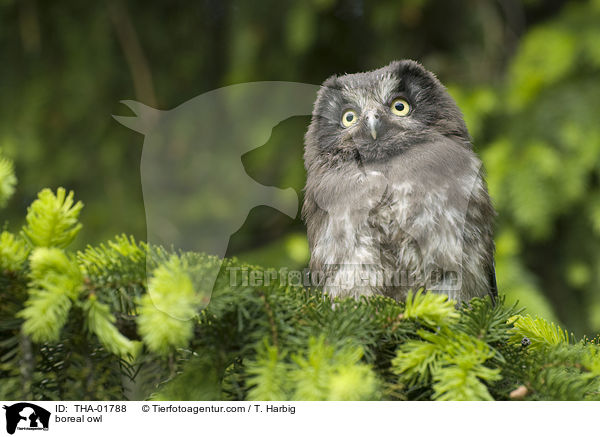 Raufukauz / boreal owl / THA-01788