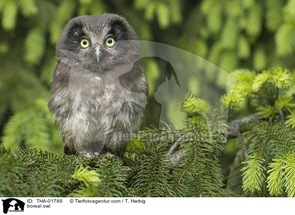 boreal owl / THA-01789