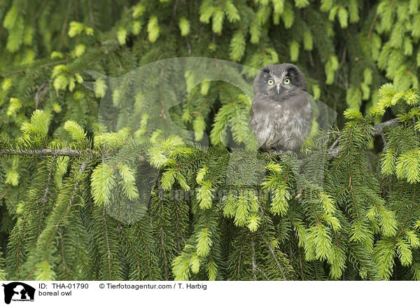 boreal owl / THA-01790