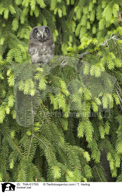 Raufukauz / boreal owl / THA-01793