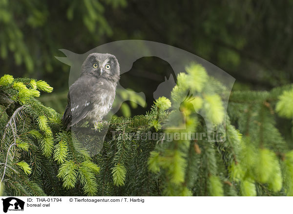boreal owl / THA-01794