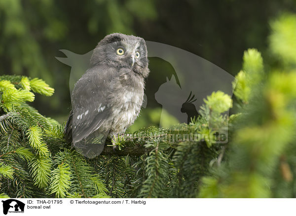 Raufukauz / boreal owl / THA-01795