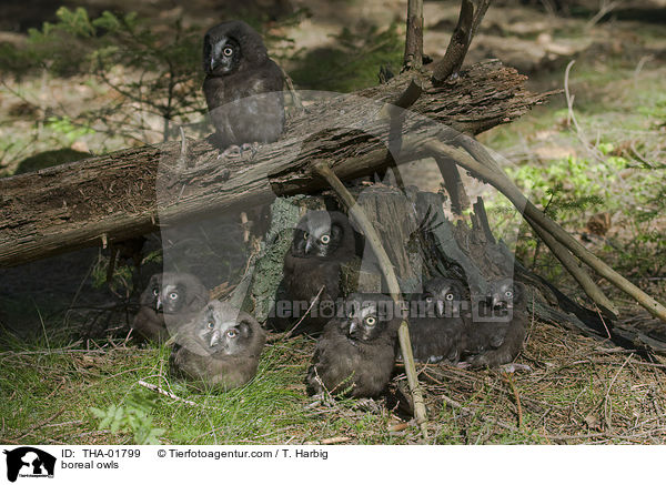 Raufukuze / boreal owls / THA-01799