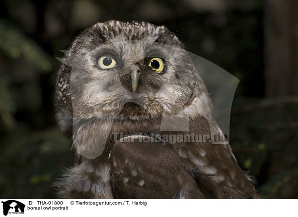 boreal owl portrait / THA-01800
