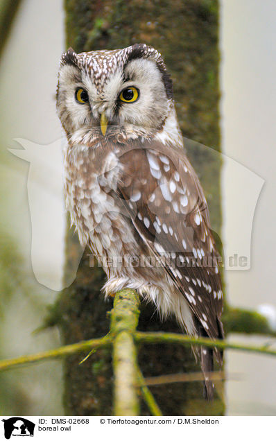 boreal owl / DMS-02668