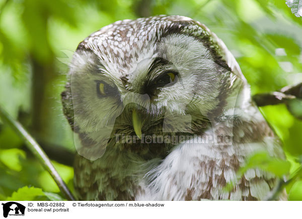 boreal owl portrait / MBS-02882
