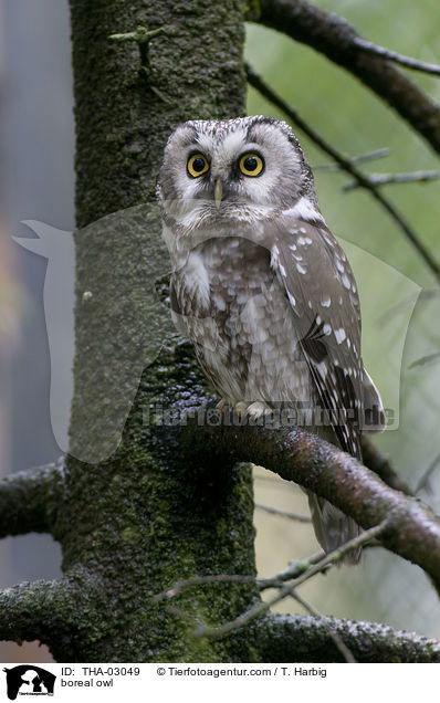 boreal owl / THA-03049