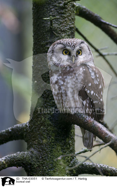 boreal owl / THA-03051