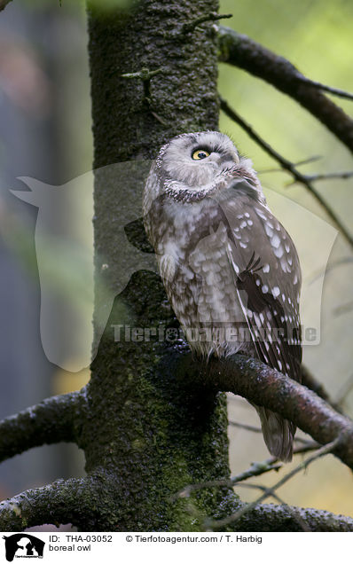 boreal owl / THA-03052