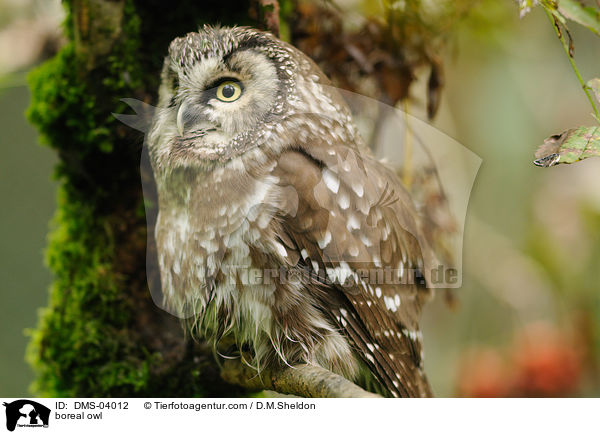boreal owl / DMS-04012