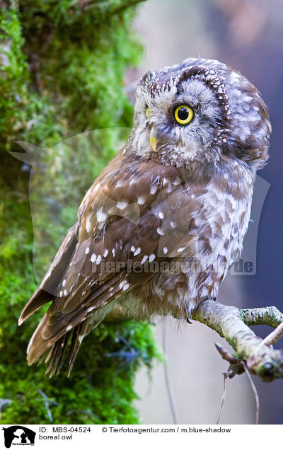 boreal owl / MBS-04524
