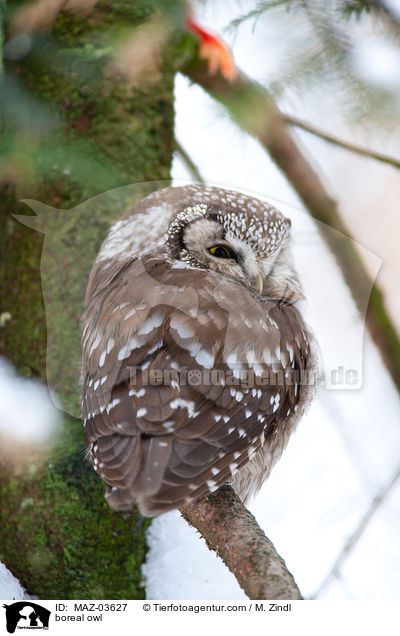 Raufukauz / boreal owl / MAZ-03627
