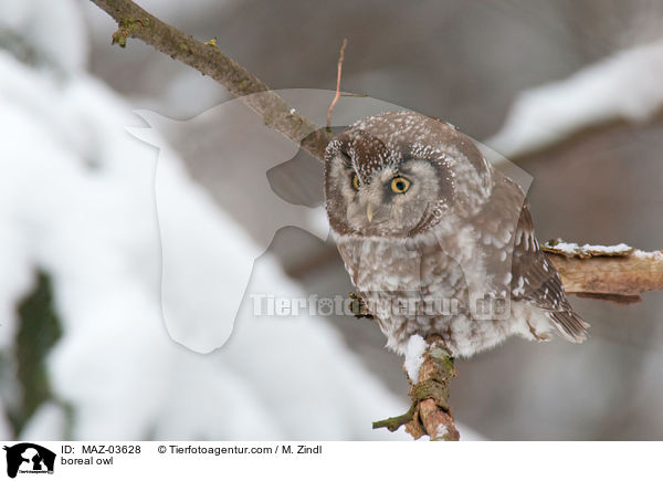 Raufukauz / boreal owl / MAZ-03628