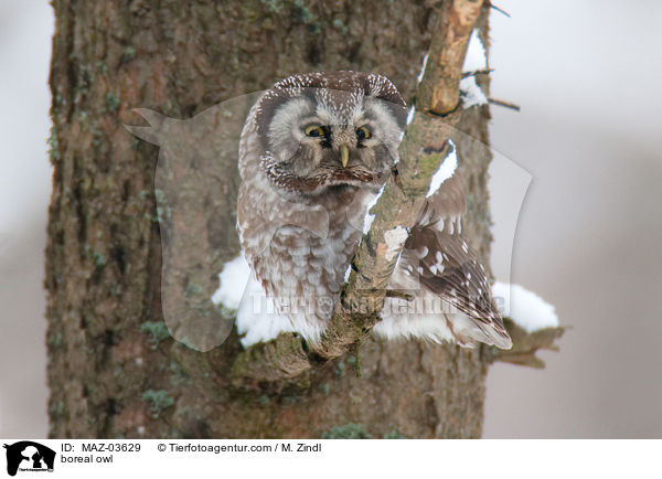 Raufukauz / boreal owl / MAZ-03629
