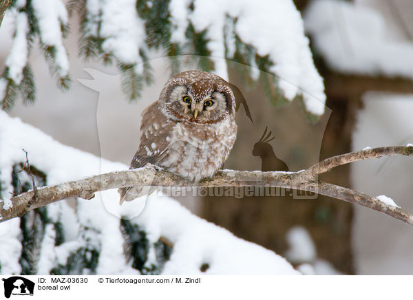 boreal owl / MAZ-03630