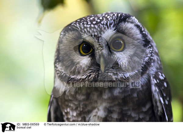 Raufukauz / boreal owl / MBS-08569