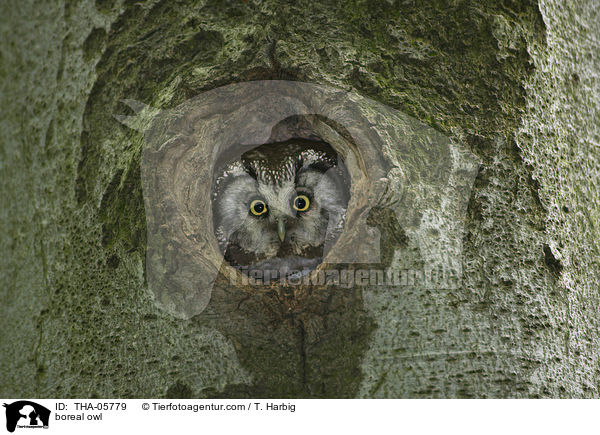 boreal owl / THA-05779
