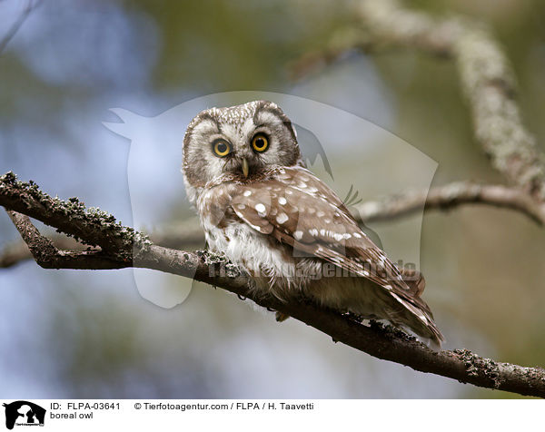 boreal owl / FLPA-03641