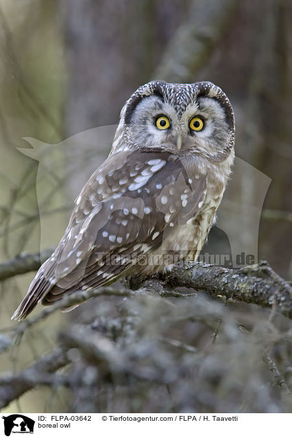 Raufukauz / boreal owl / FLPA-03642