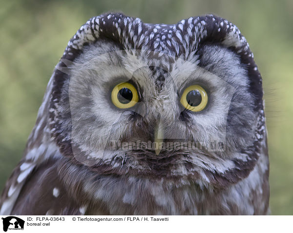 Raufukauz / boreal owl / FLPA-03643