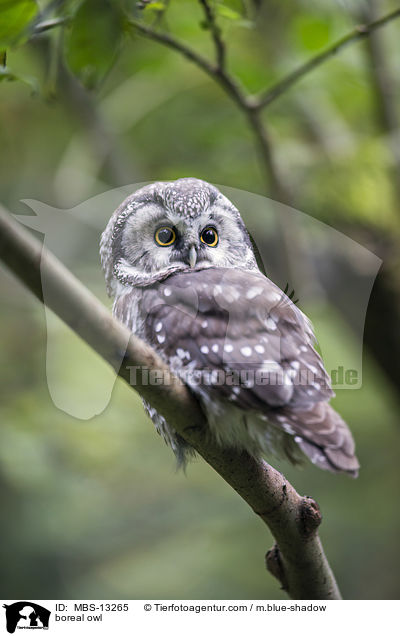 Raufukauz / boreal owl / MBS-13265