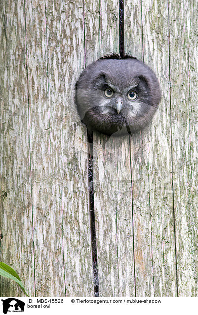Raufukauz / boreal owl / MBS-15526