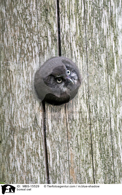 Raufukauz / boreal owl / MBS-15529