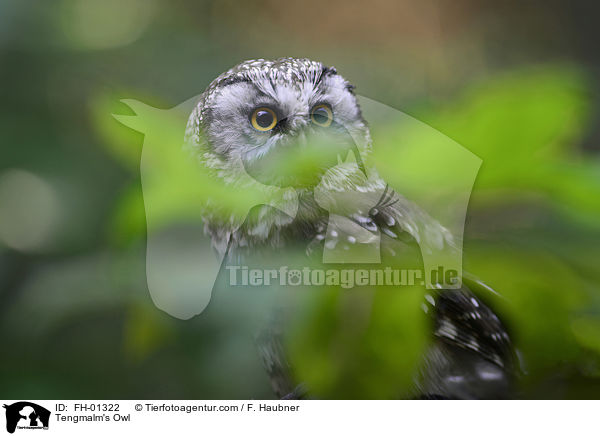 Tengmalm's Owl / FH-01322