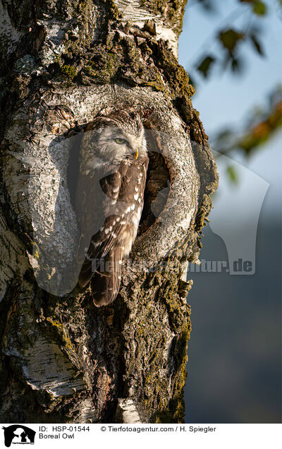 Boreal Owl / HSP-01544