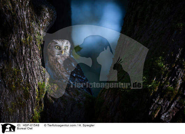 Boreal Owl / HSP-01548