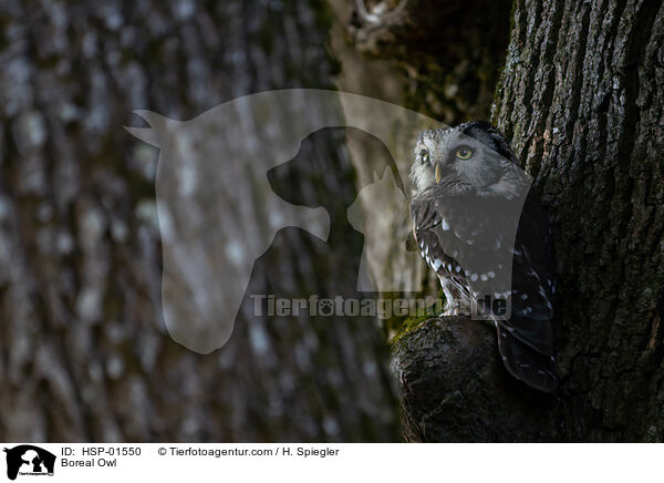 Rauhfukauz / Boreal Owl / HSP-01550