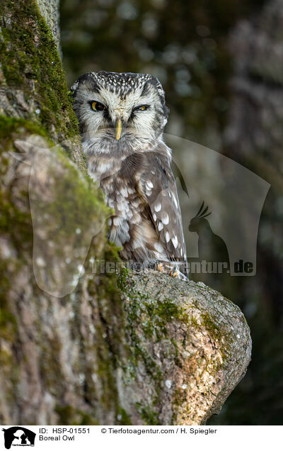 Rauhfukauz / Boreal Owl / HSP-01551