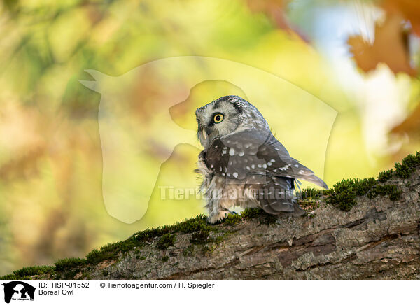 Rauhfukauz / Boreal Owl / HSP-01552