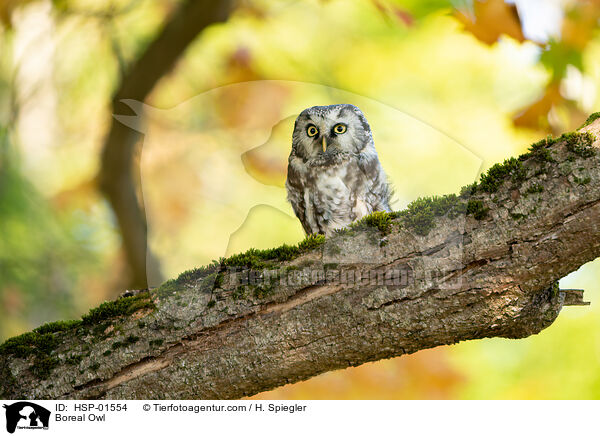 Rauhfukauz / Boreal Owl / HSP-01554