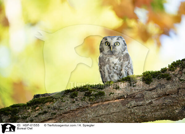 Boreal Owl / HSP-01555