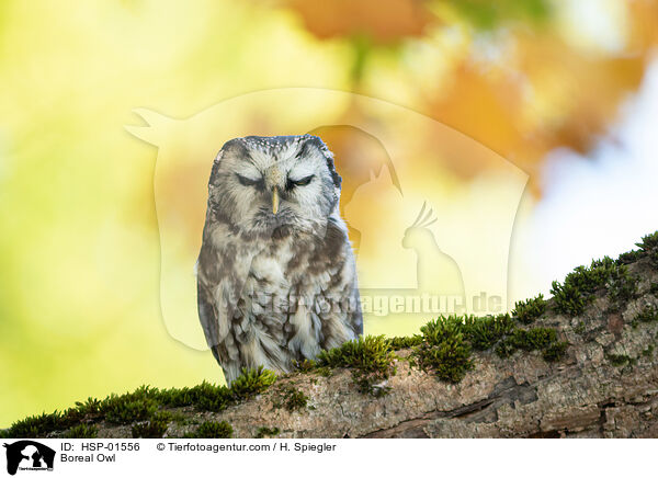 Boreal Owl / HSP-01556