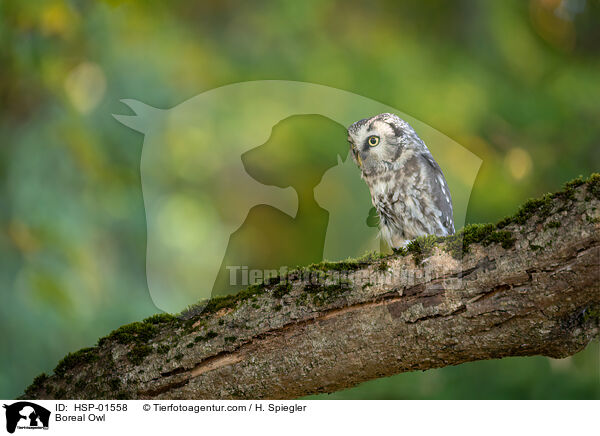 Boreal Owl / HSP-01558