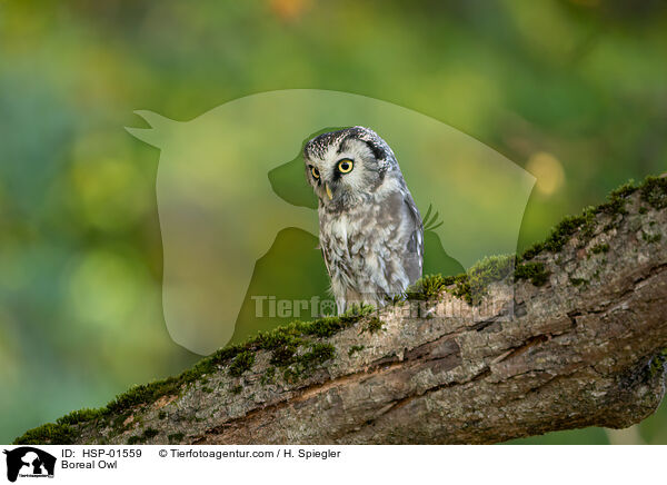 Boreal Owl / HSP-01559