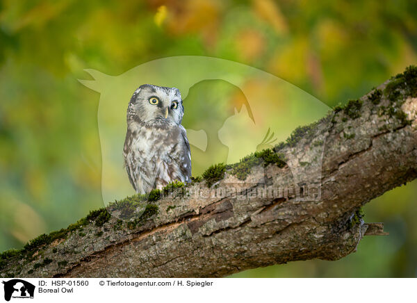 Boreal Owl / HSP-01560