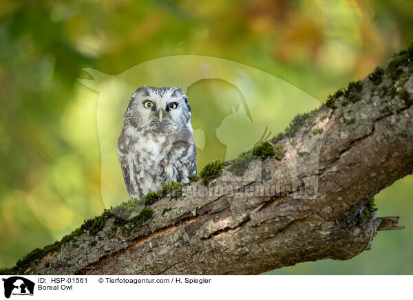 Boreal Owl / HSP-01561