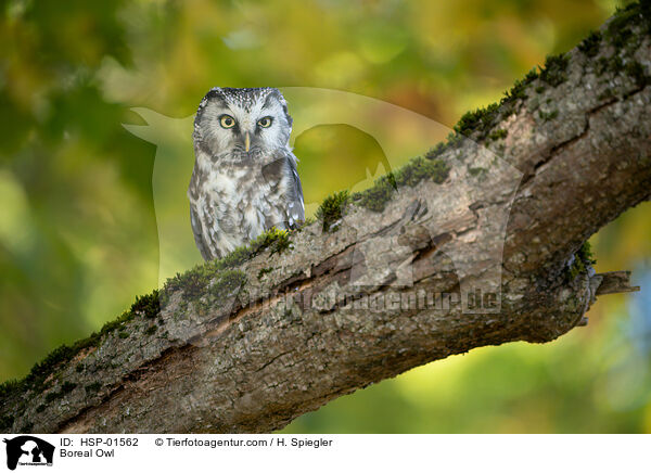 Boreal Owl / HSP-01562