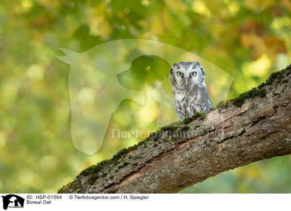 Rauhfukauz / Boreal Owl / HSP-01564