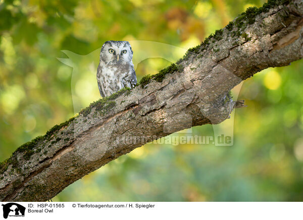 Rauhfukauz / Boreal Owl / HSP-01565